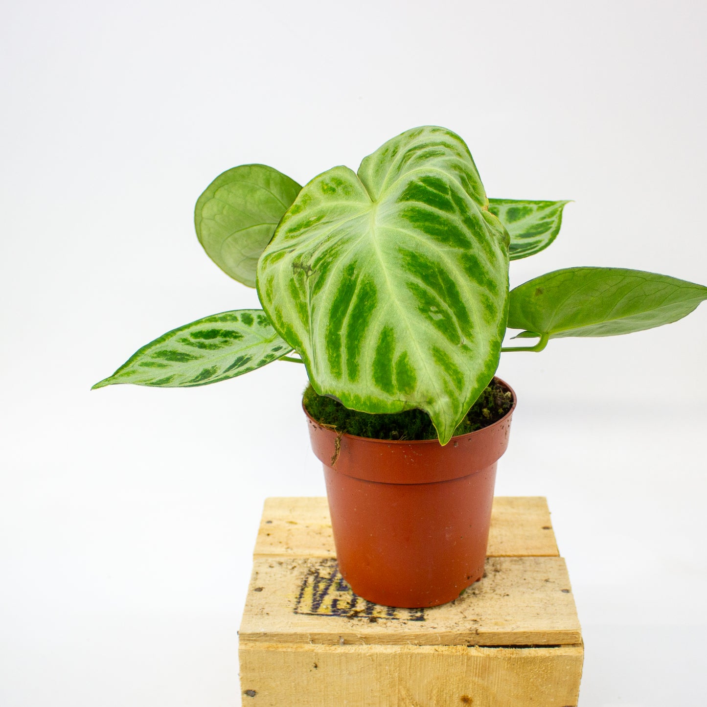 Anthurium crystallinum Silver Blush  12cm H25cm