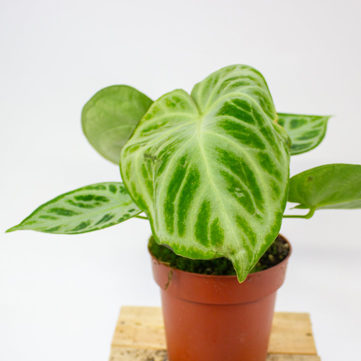 Anthurium crystallinum Silver Blush  12cm H25cm