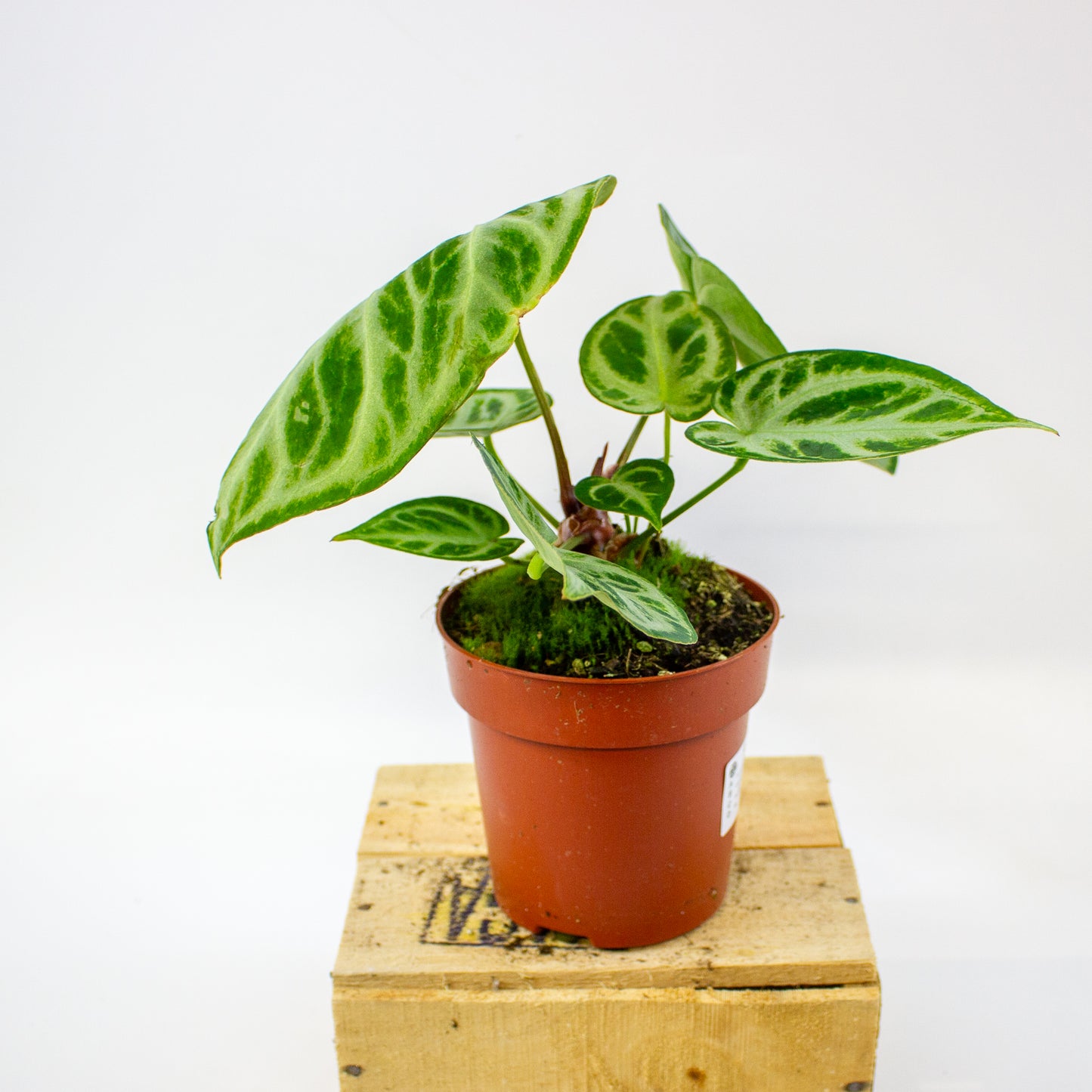 Anthurium crystallinum Silver Blush  12cm H25cm