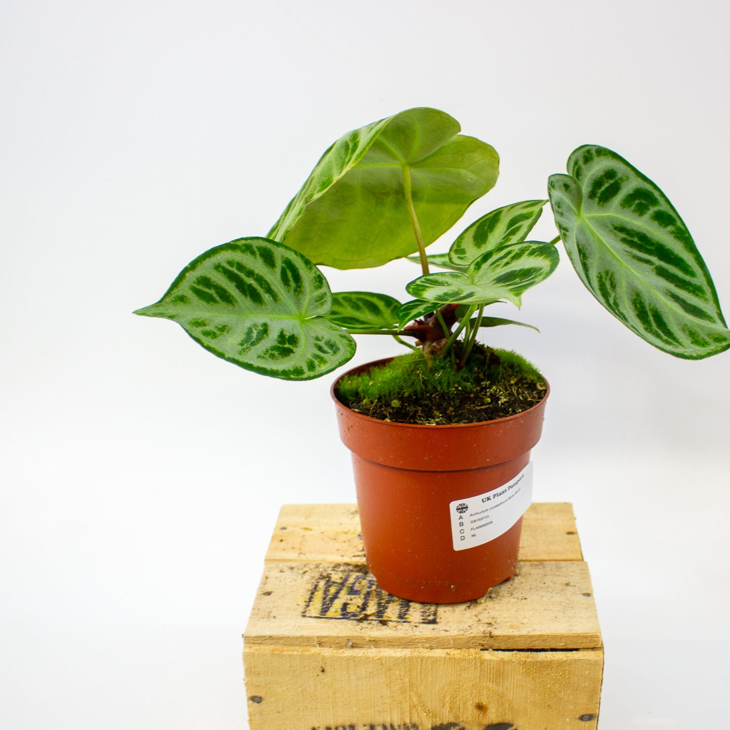 Anthurium crystallinum Silver Blush  12cm H25cm