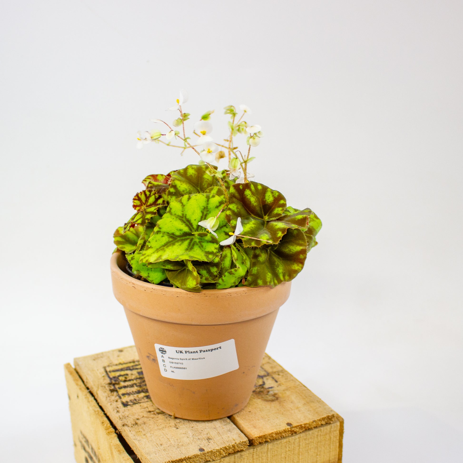 Begonia 'Spirit of Mauritius' 3