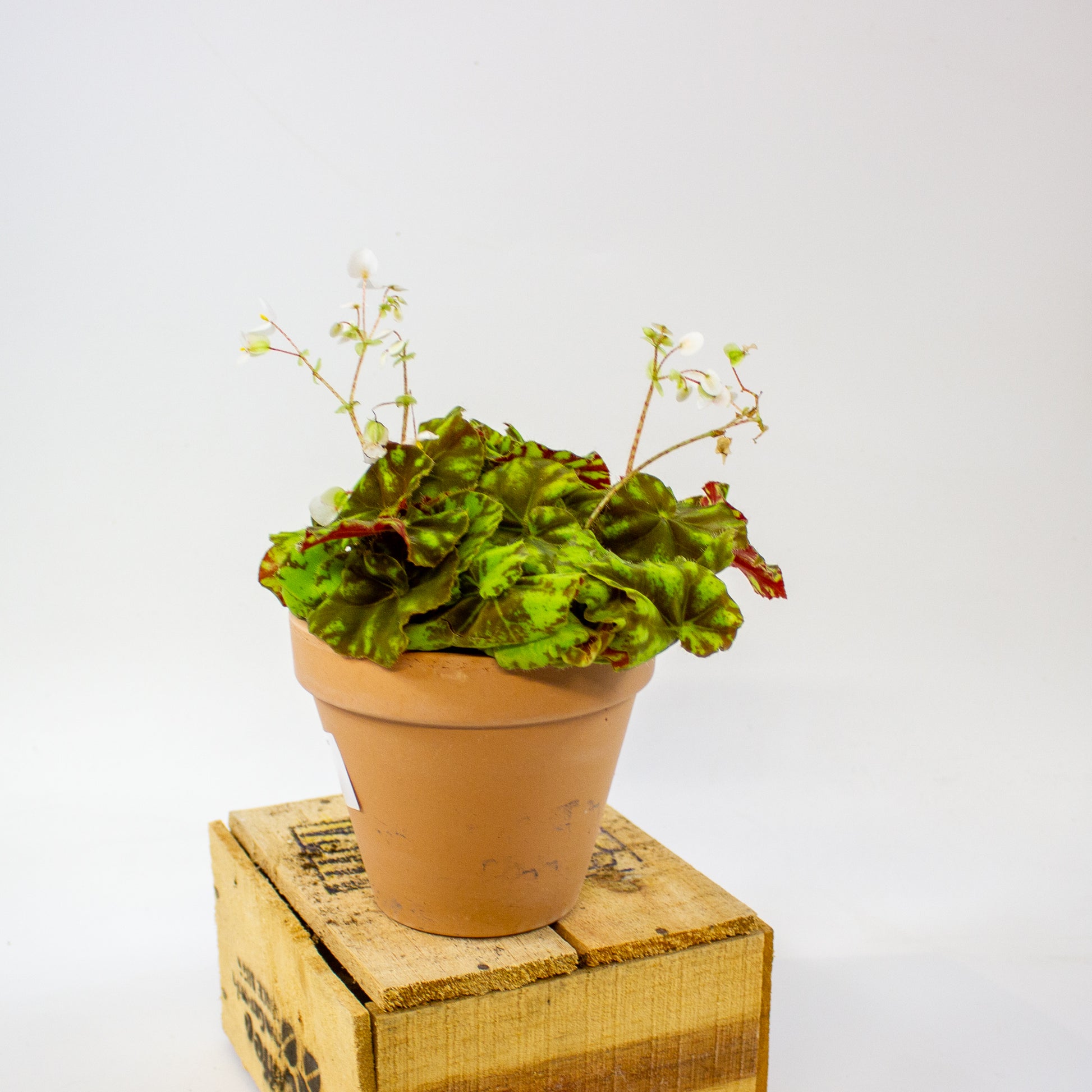 Begonia 'Spirit of Mauritius' 6