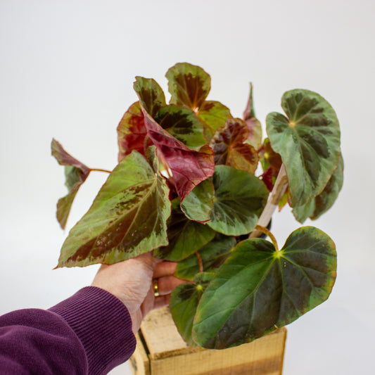 Begonia burkillii 1