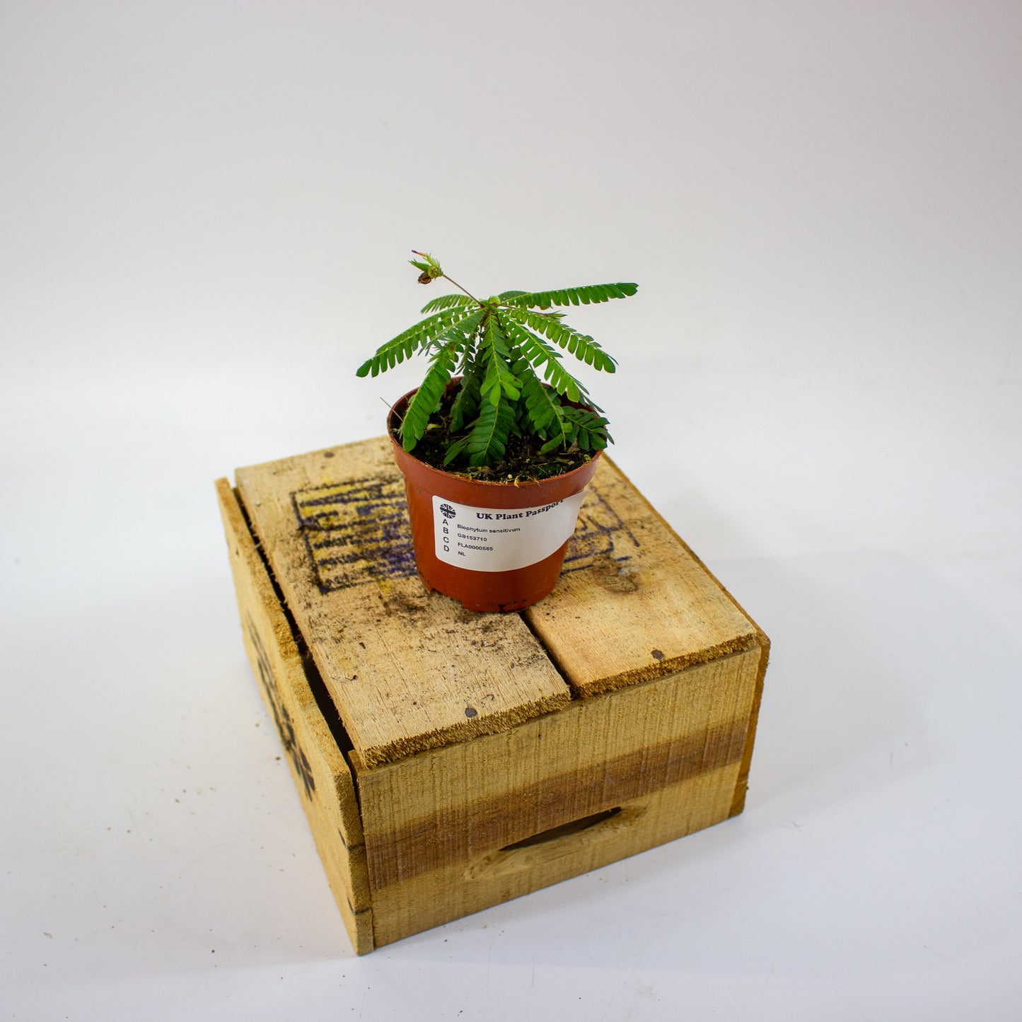 Biophytum sensitivum  8cm H15cm