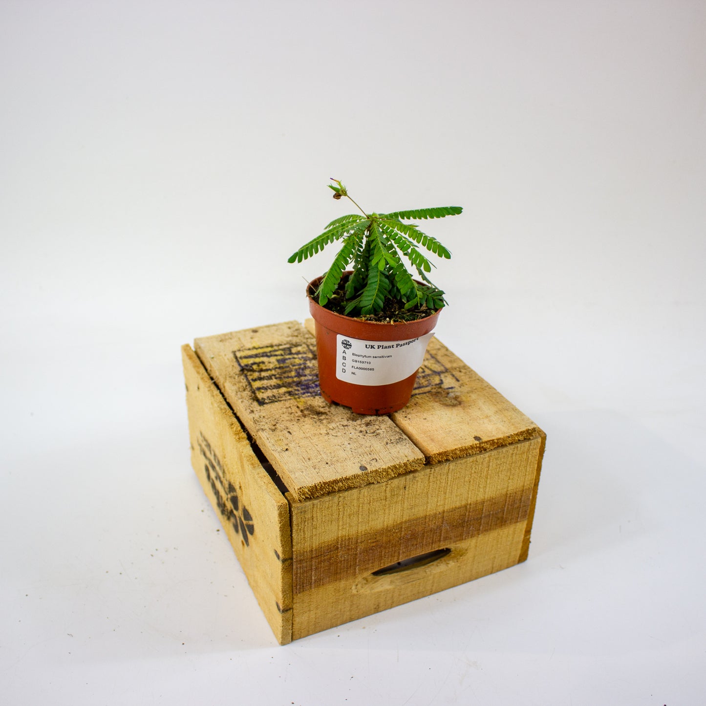 Biophytum sensitivum  8cm H15cm