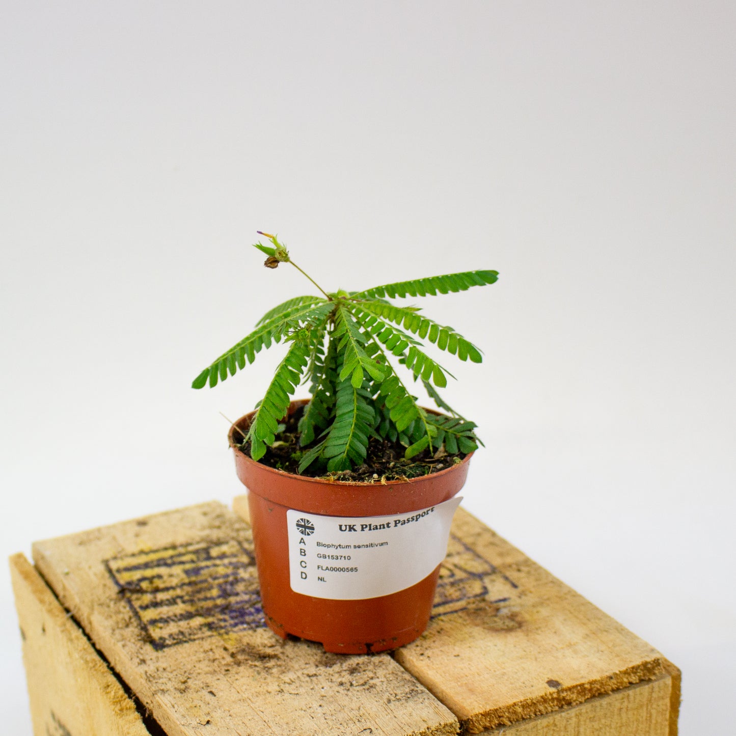 Biophytum sensitivum  8cm H15cm