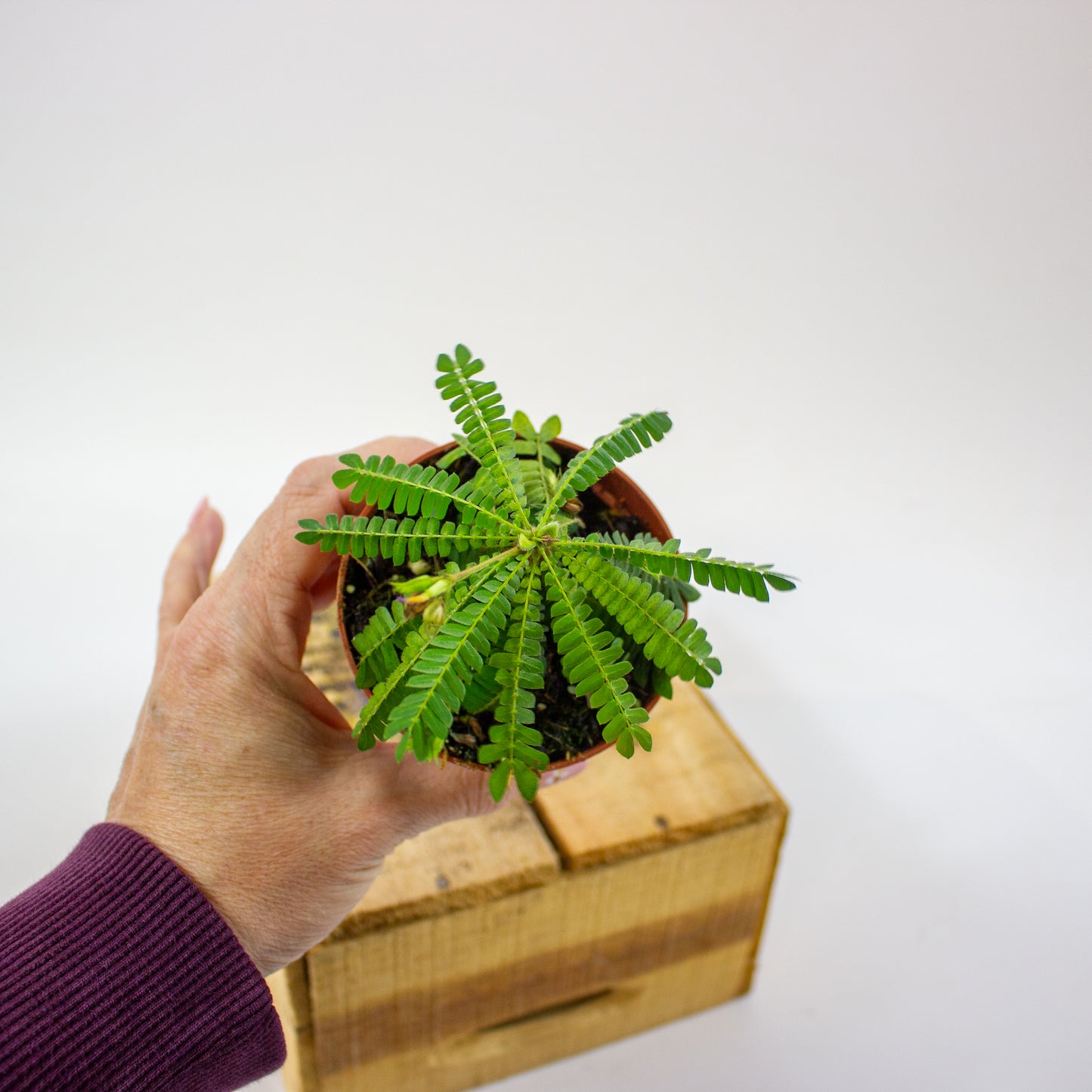 Biophytum sensitivum  8cm H15cm