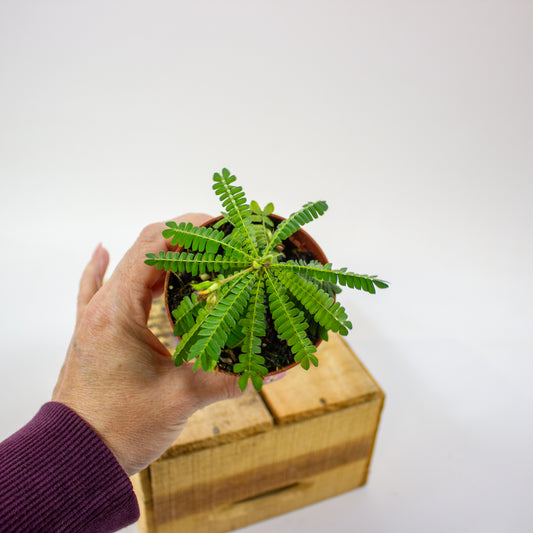 Biophytum sensitivum  8cm H15cm