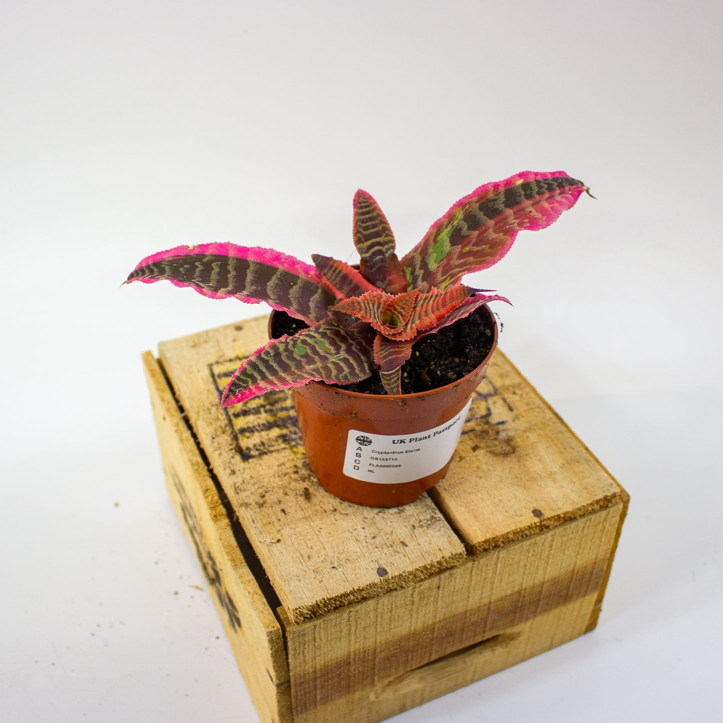 Cryptanthus Elaine  9cm H15cm