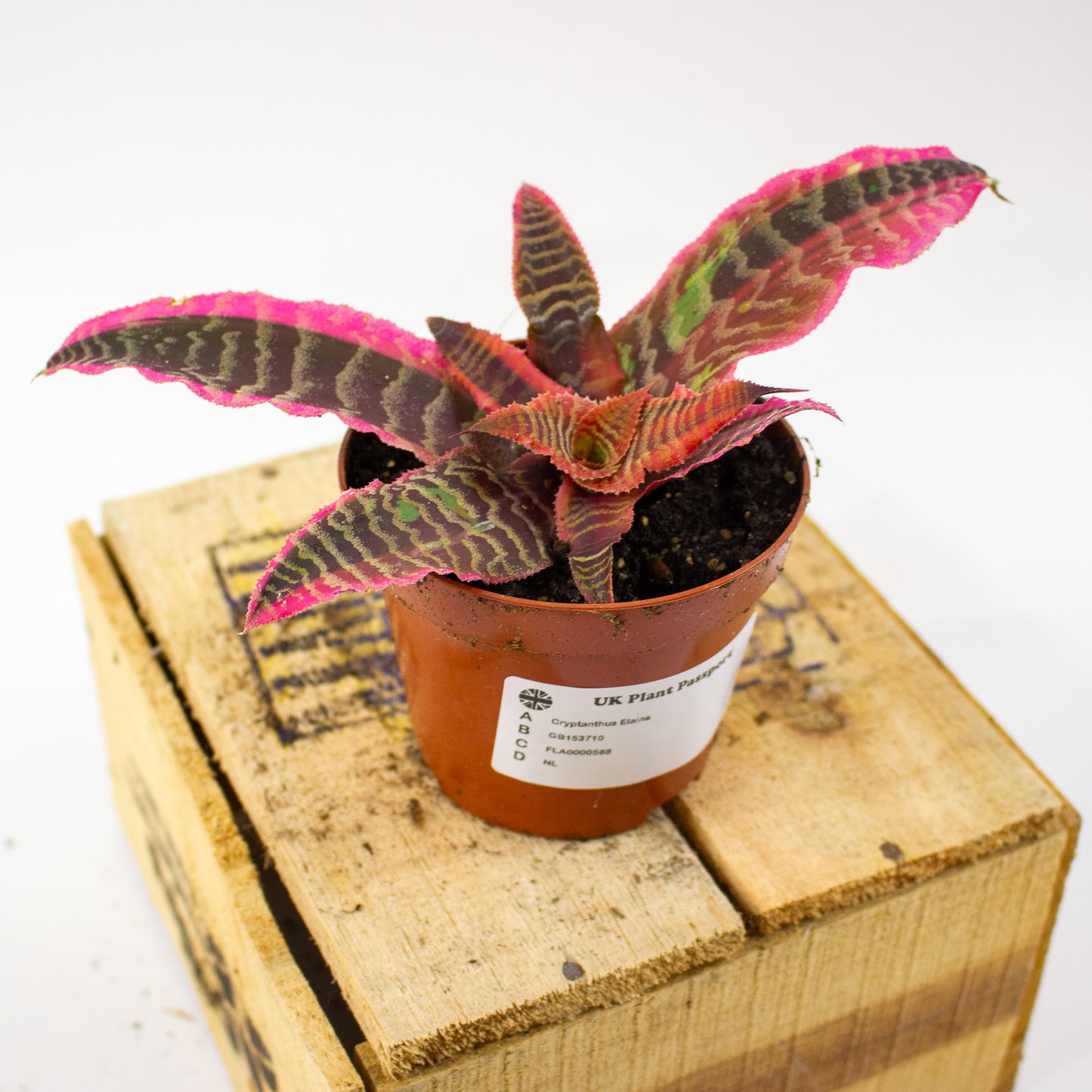 Cryptanthus Elaine  9cm H15cm
