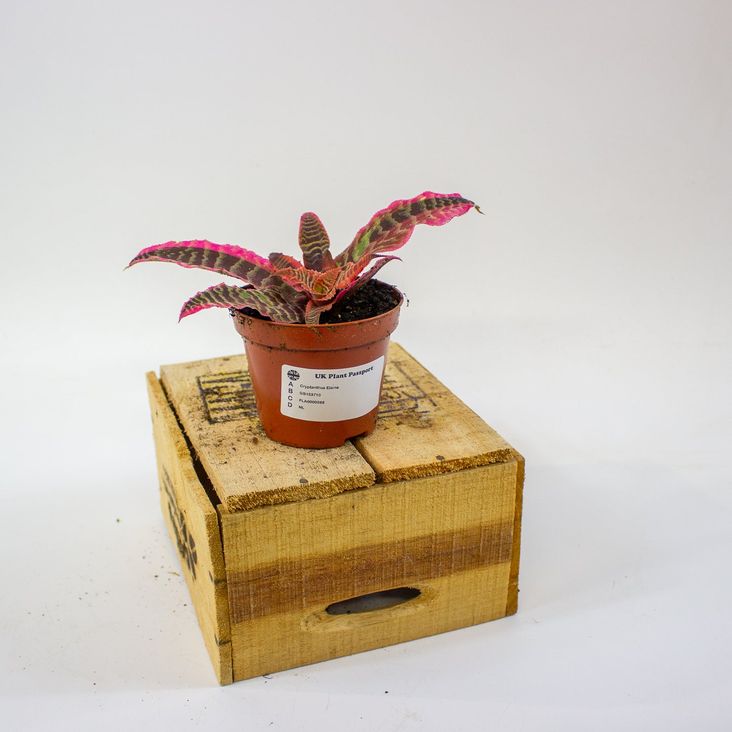 Cryptanthus Elaine  9cm H15cm