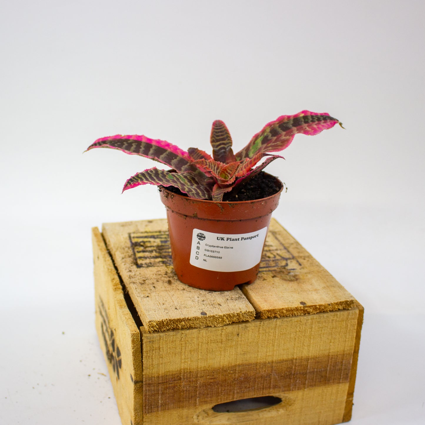 Cryptanthus Elaine  9cm H15cm