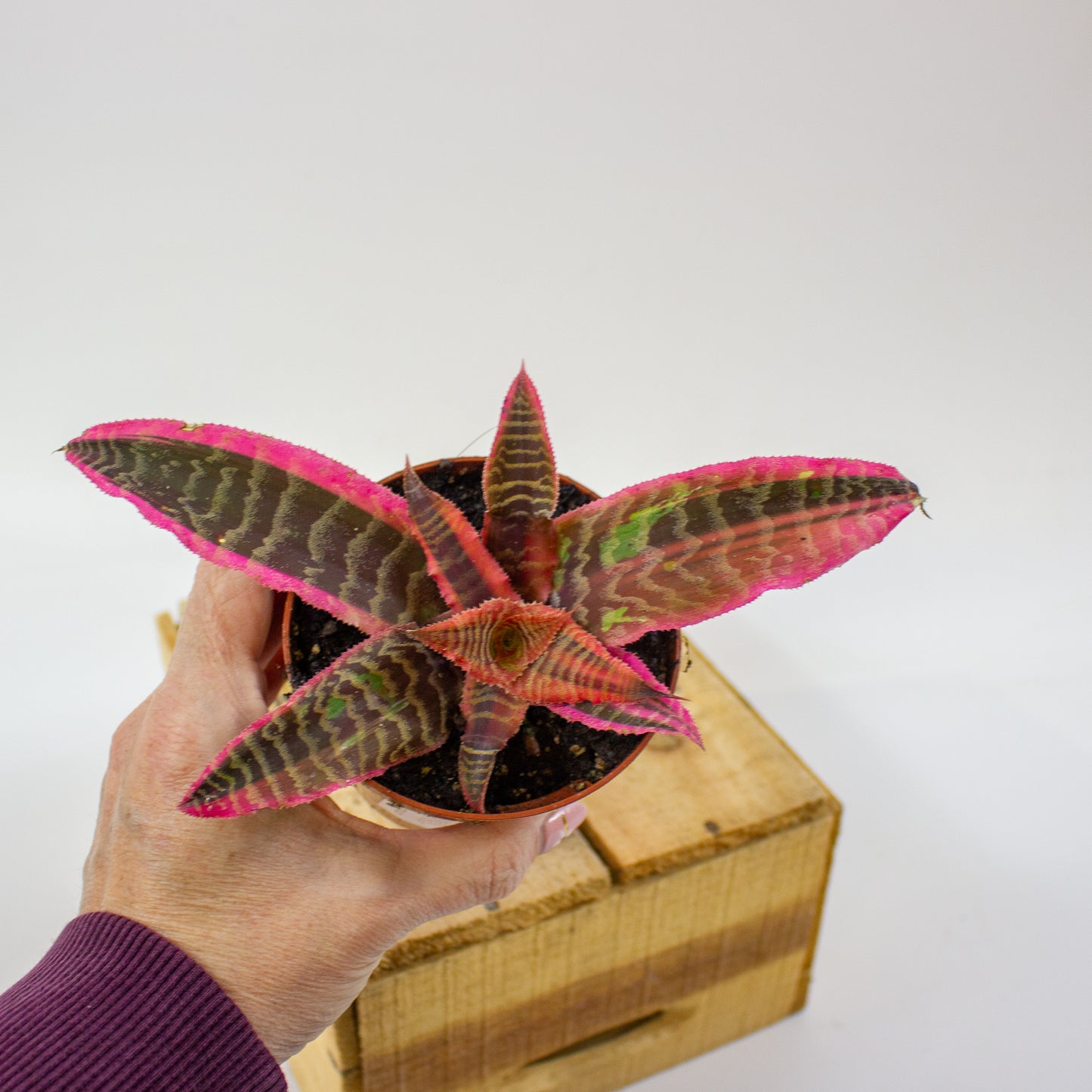 Cryptanthus Elaine  9cm H15cm