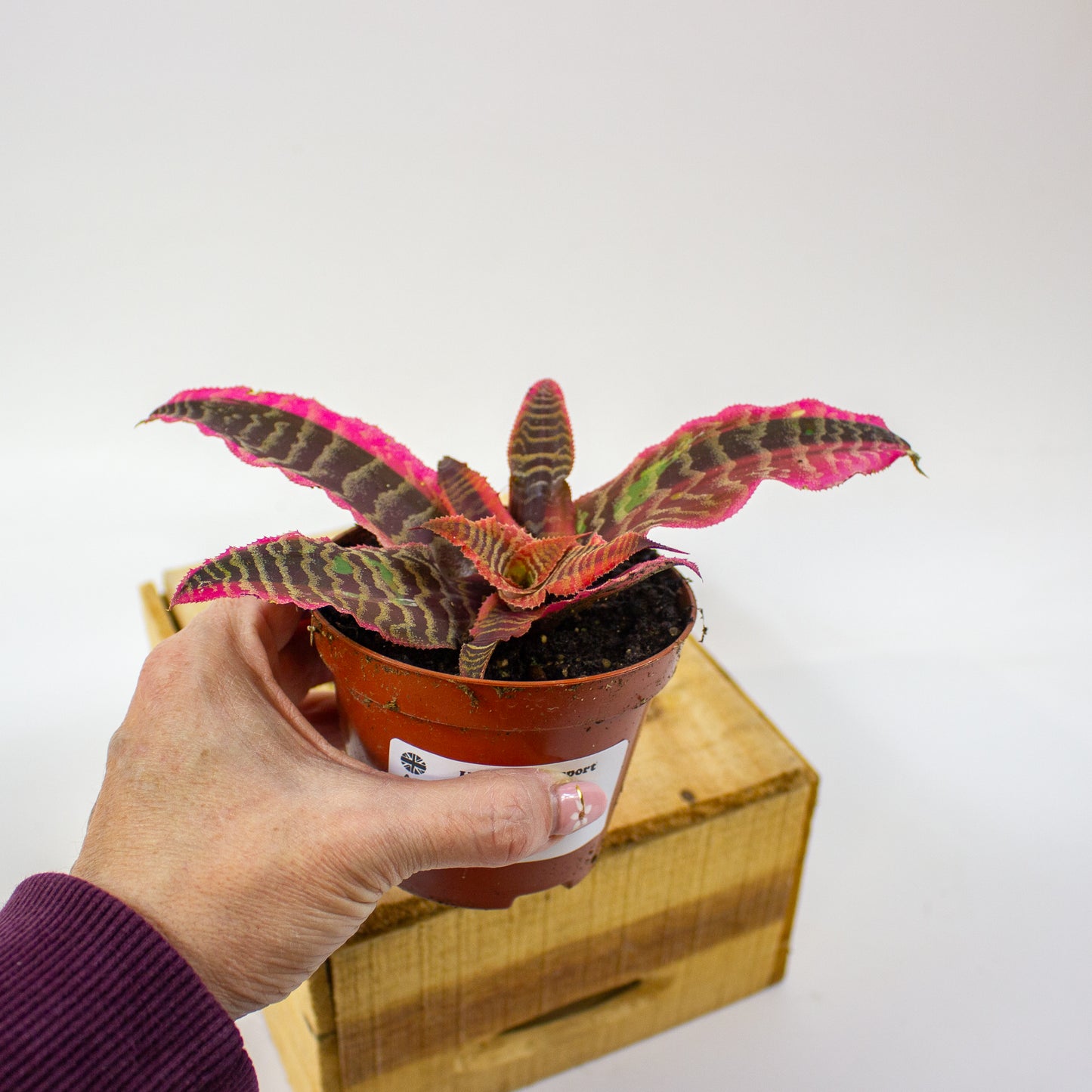 Cryptanthus Elaine  9cm H15cm