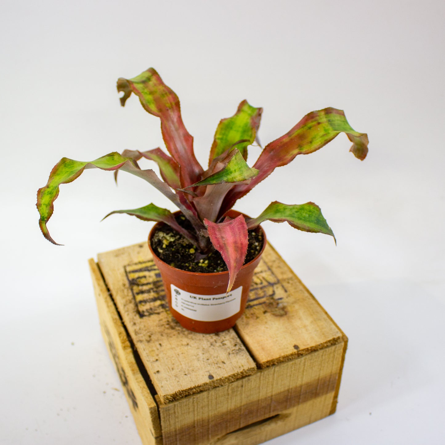 Cryptanthus bivittatus Strawberry Flambee  9cm H19cm