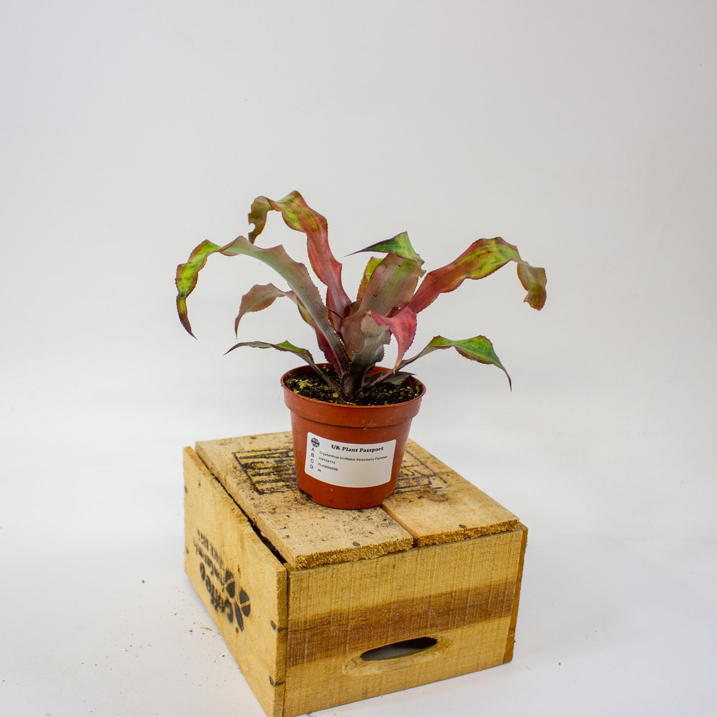 Cryptanthus bivittatus Strawberry Flambee  9cm H19cm