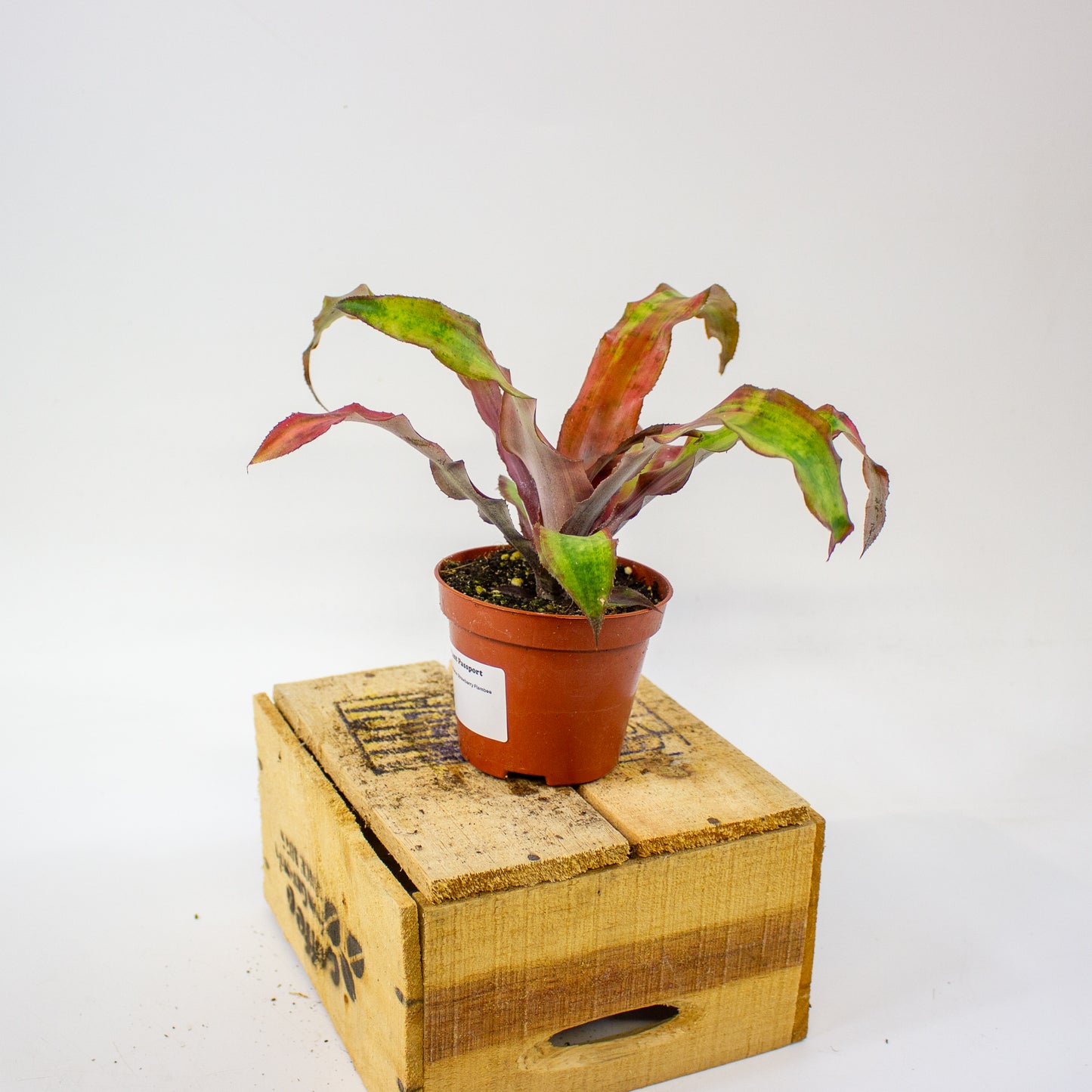 Cryptanthus bivittatus Strawberry Flambee  9cm H19cm