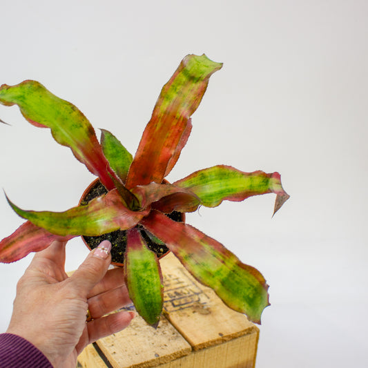 Cryptanthus bivittatus Strawberry Flambee  9cm H19cm
