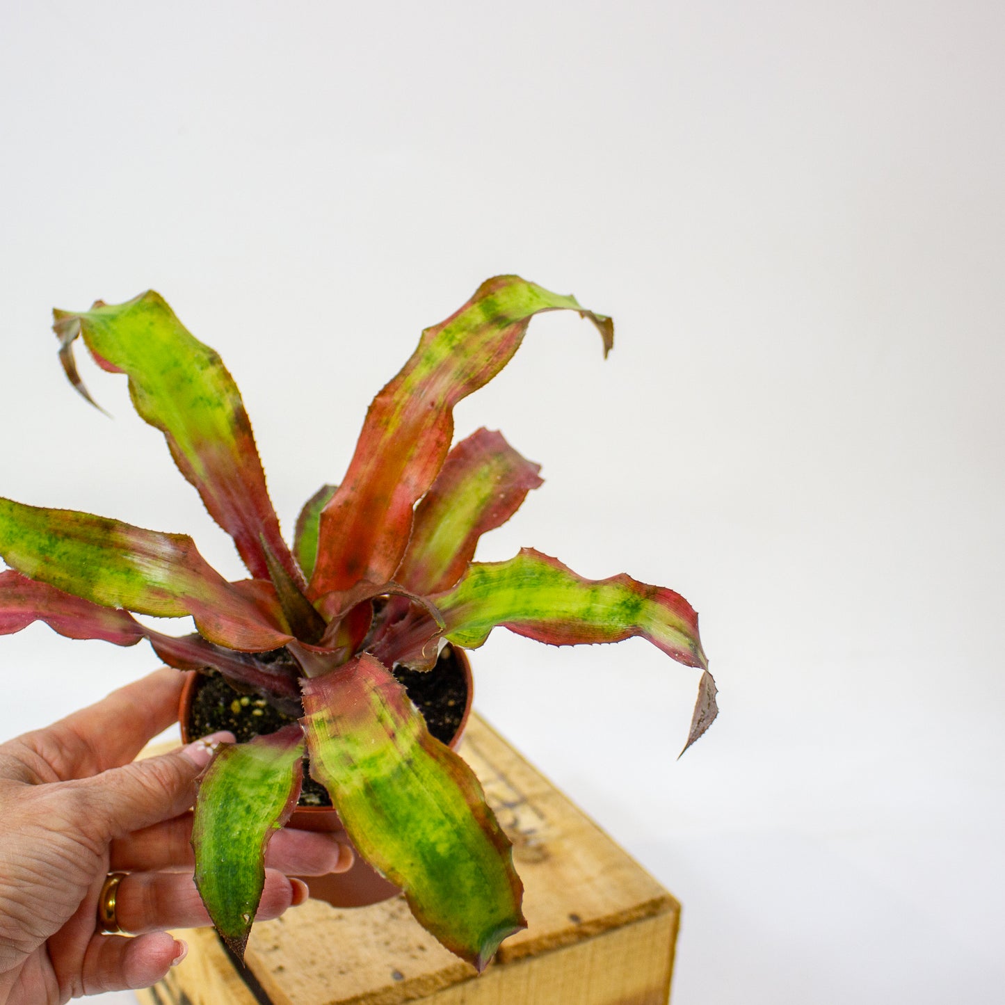 Cryptanthus bivittatus Strawberry Flambee  9cm H19cm