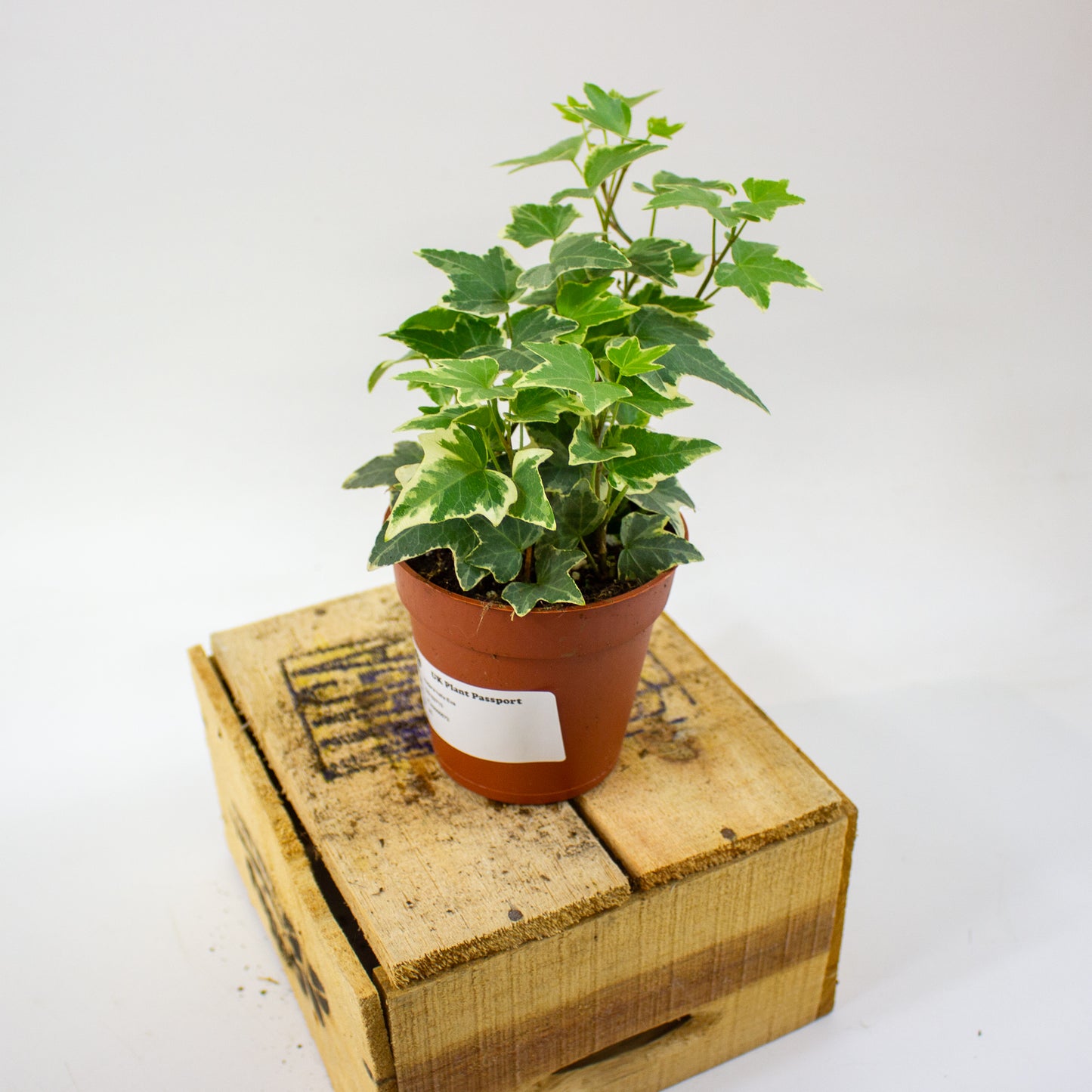 Hedera helix Eva  9cm H25cm