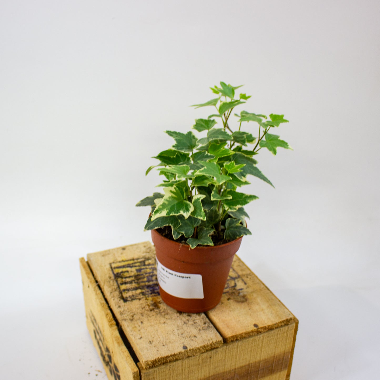 Hedera helix Eva  9cm H25cm