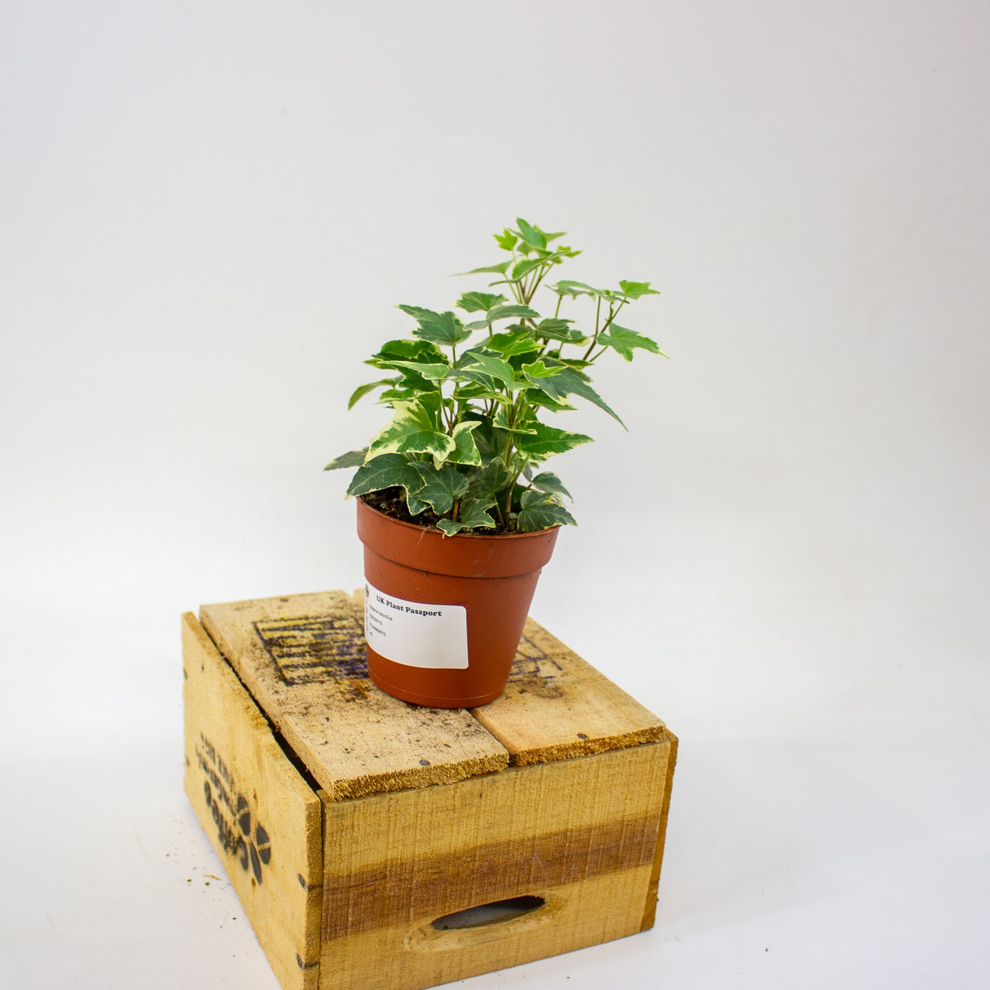 Hedera helix Eva  9cm H25cm