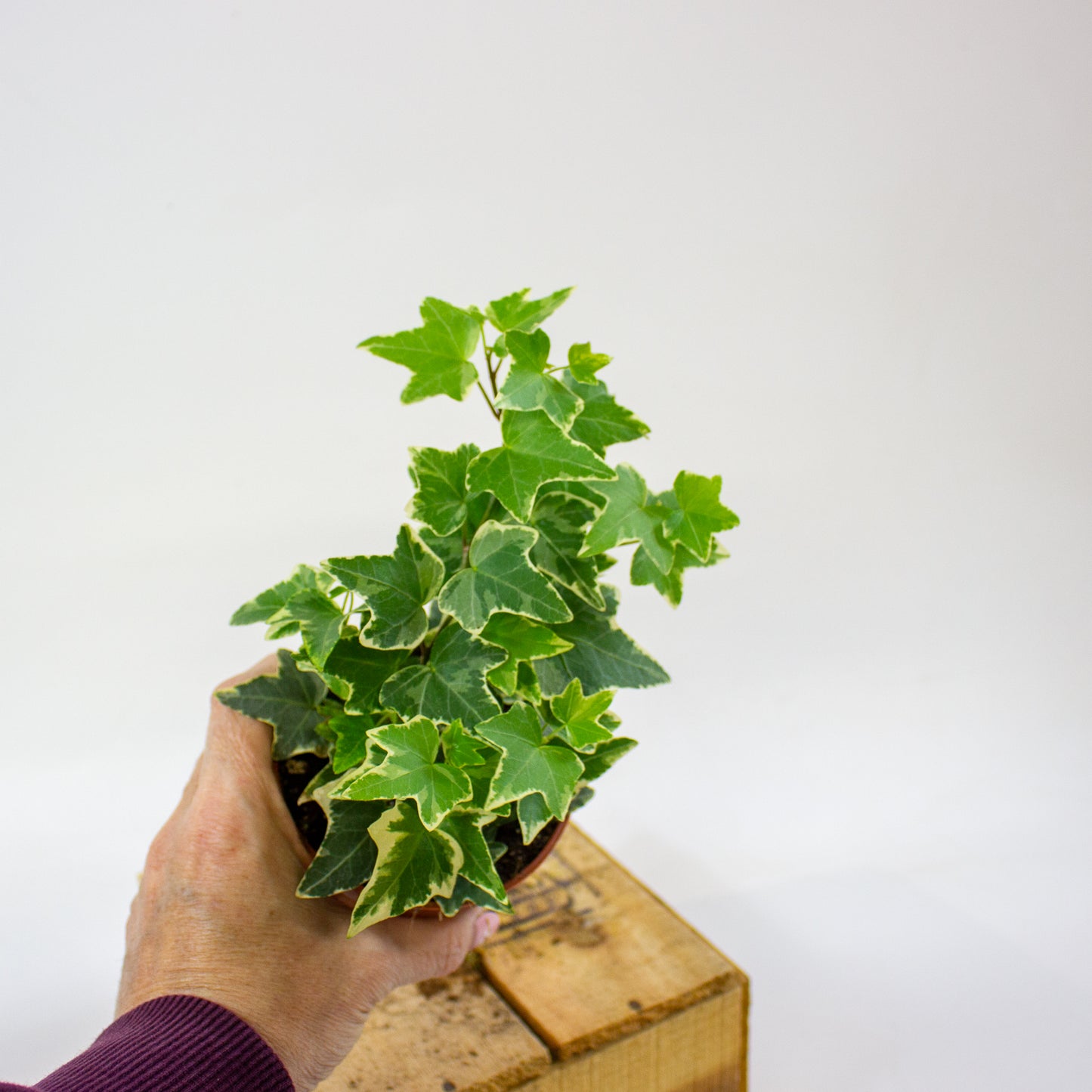Hedera helix Eva  9cm H25cm
