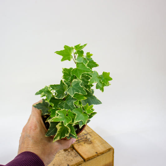 Hedera helix Eva  9cm H25cm
