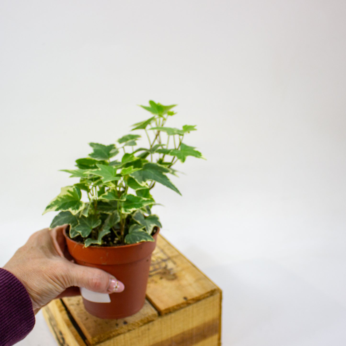 Hedera helix Eva  9cm H25cm