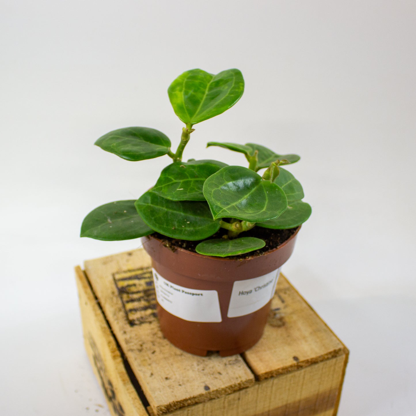 Hoya Christine  12cm H15cm