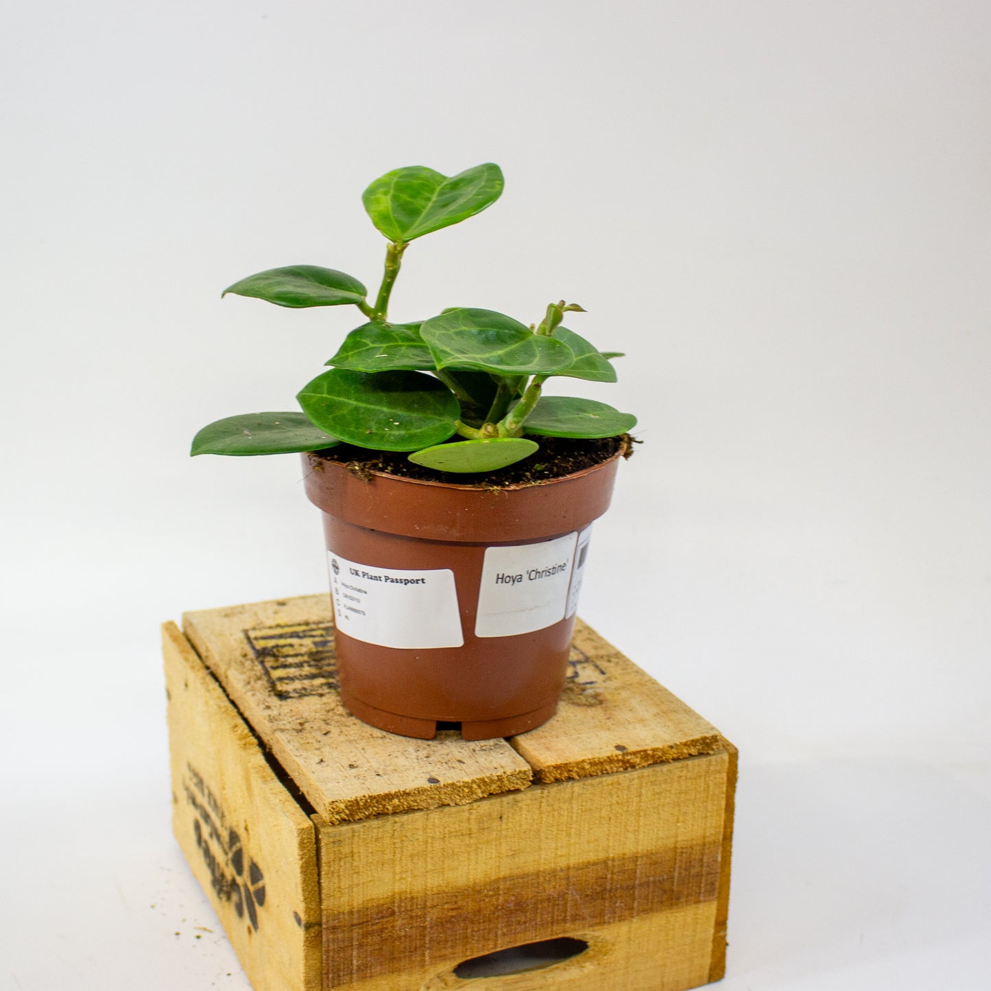 Hoya Christine  12cm H15cm