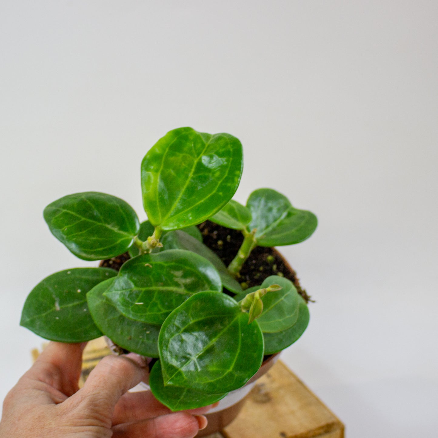 Hoya Christine  12cm H15cm