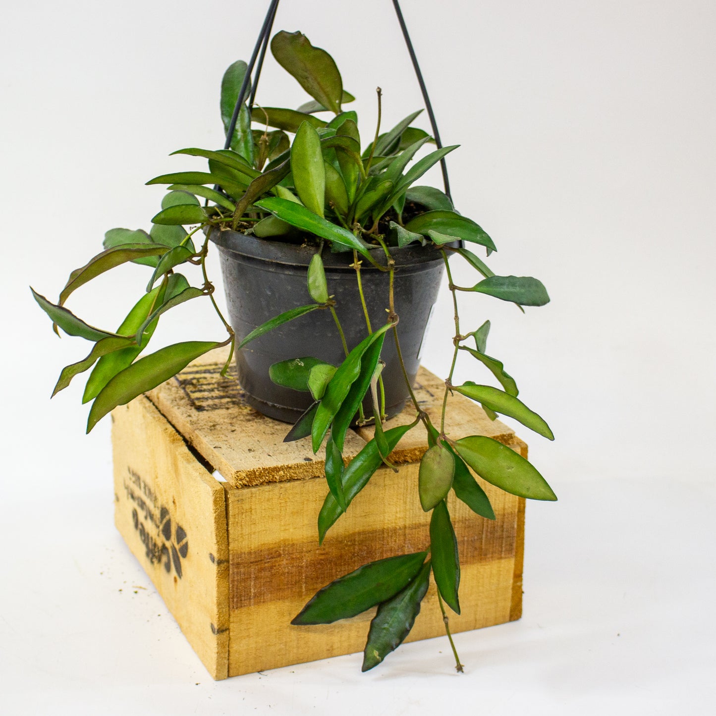 Hoya Rosita  14cm H30cm