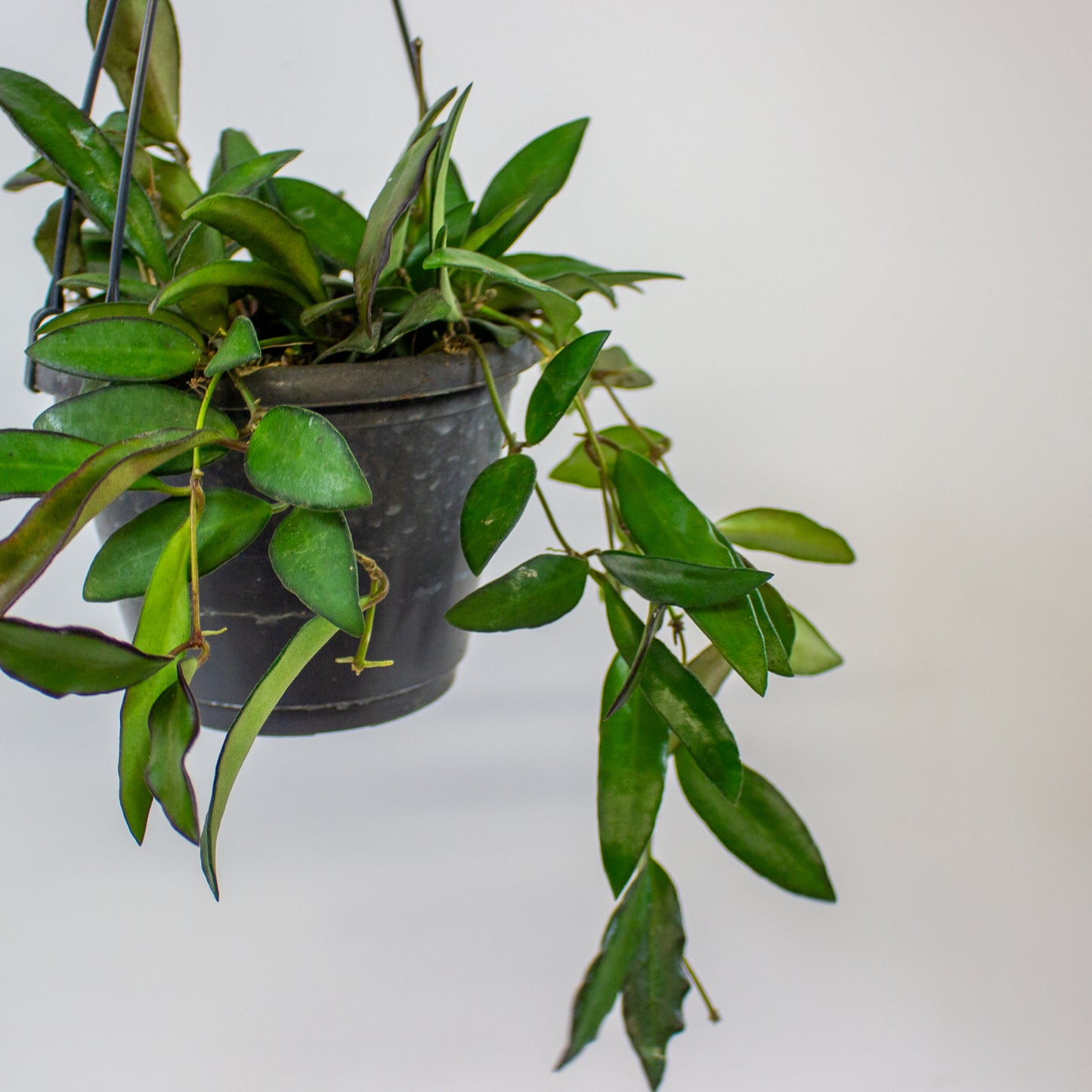 Hoya Rosita  14cm H30cm