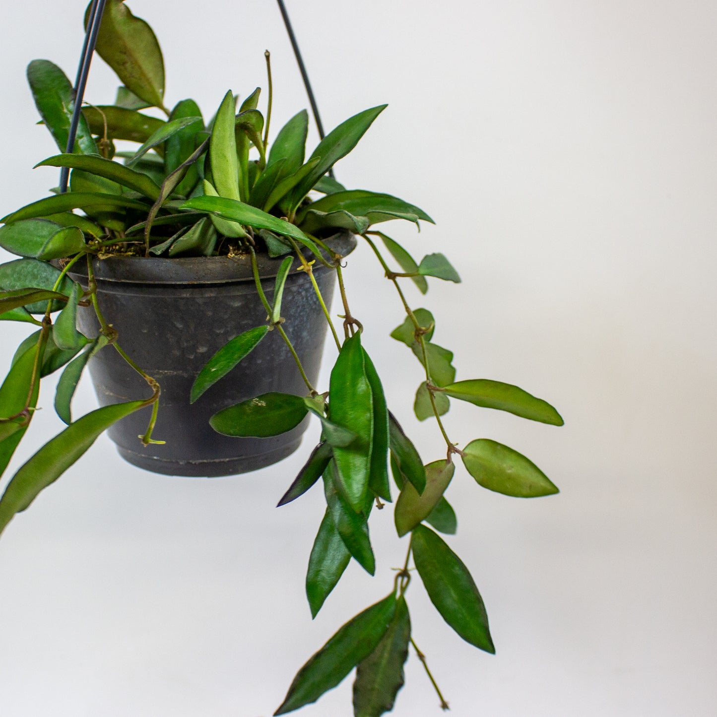 Hoya Rosita  14cm H30cm