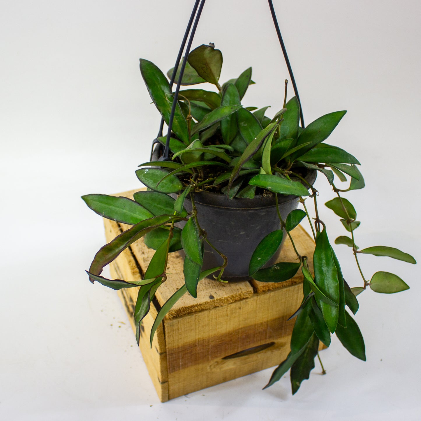 Hoya Rosita  14cm H30cm