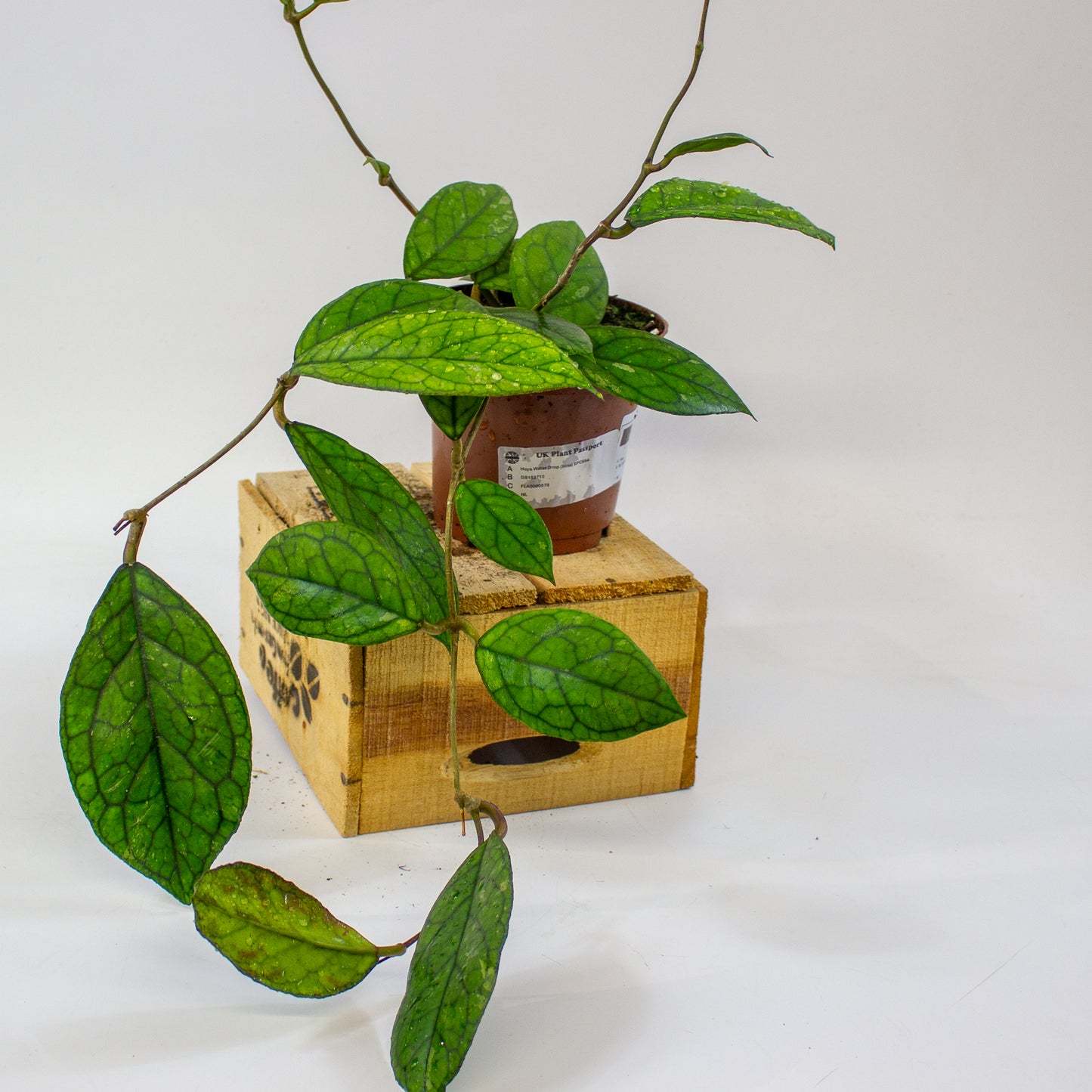 Hoya Water Drop (Irina) EPC964  12cm H15cm