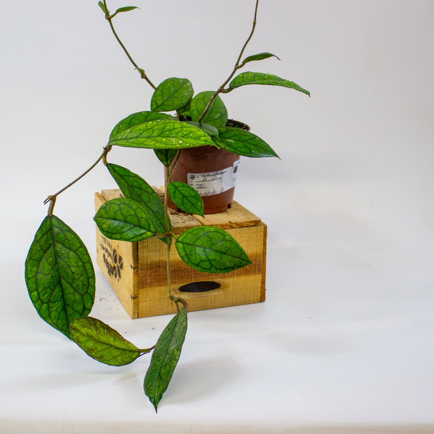 Hoya Water Drop (Irina) EPC964  12cm H15cm