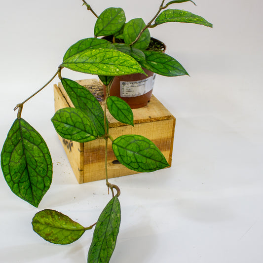 Hoya Water Drop (Irina) EPC964  12cm H15cm