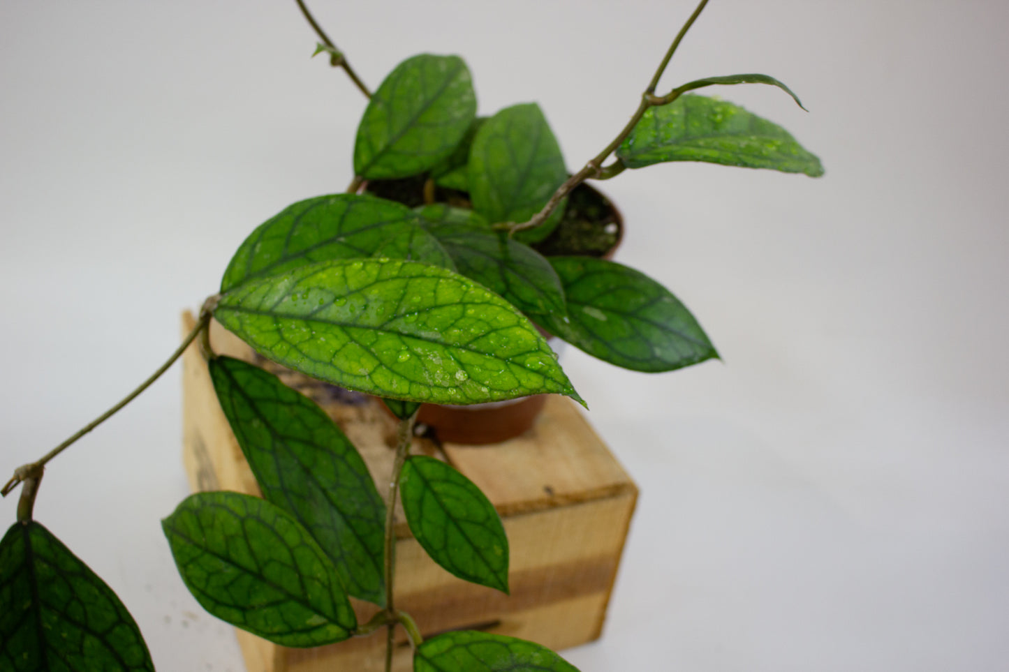 Hoya Water Drop (Irina) EPC964  12cm H15cm