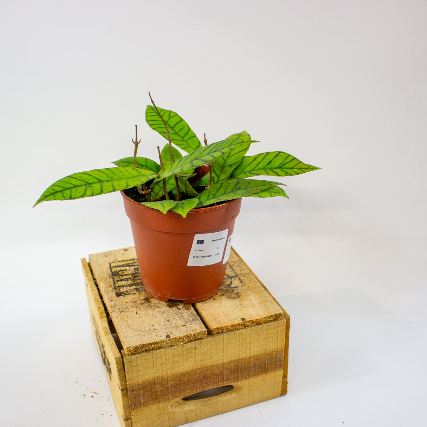 Hoya callistophylla  12cm H20cm