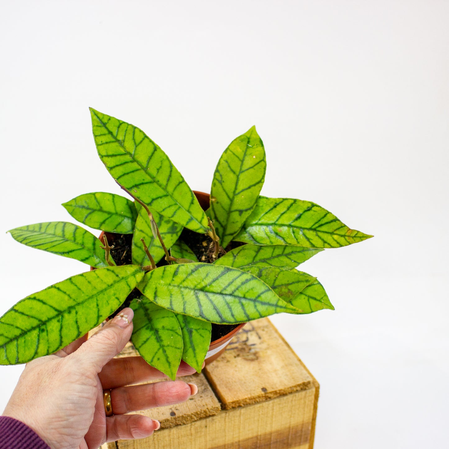 Hoya callistophylla  12cm H20cm