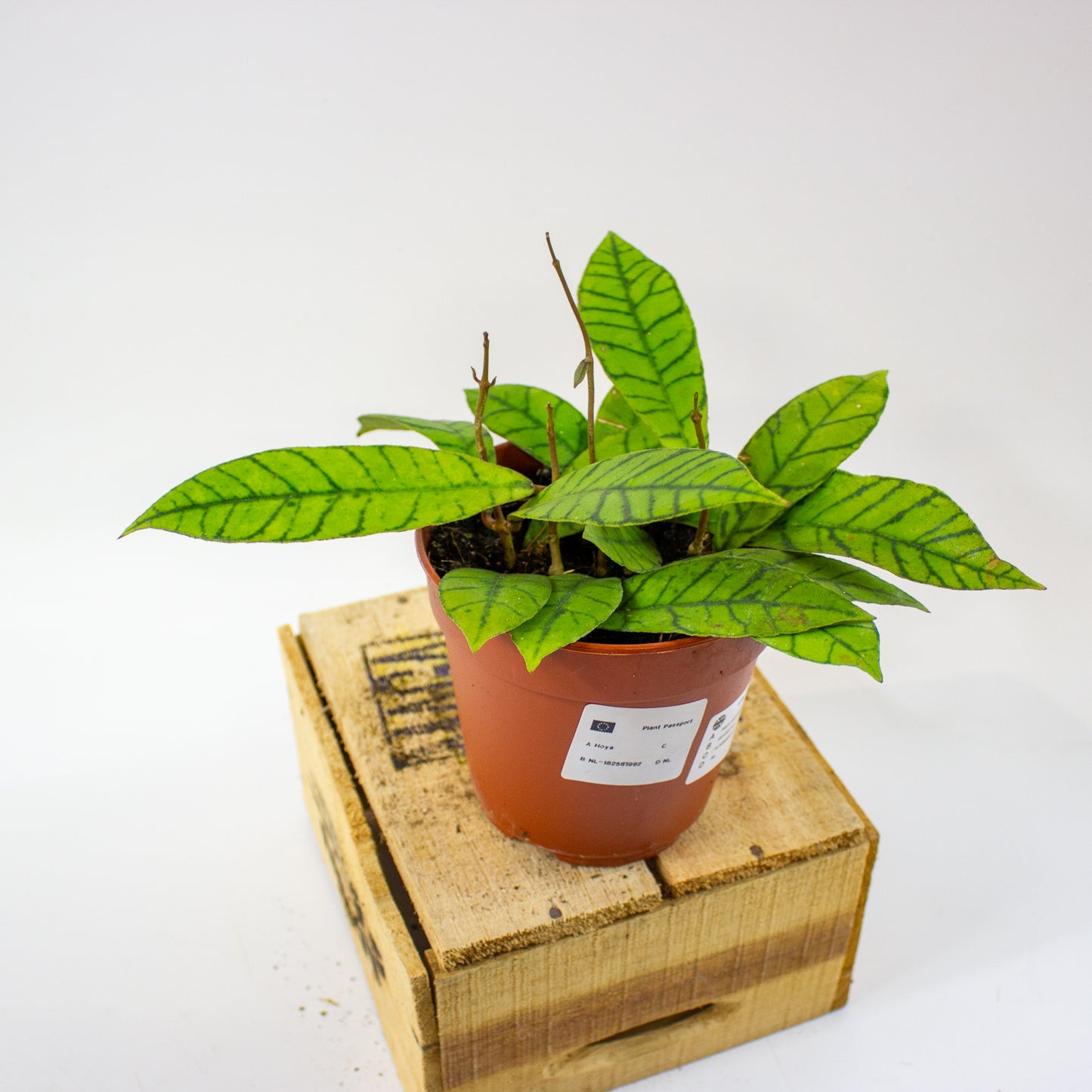 Hoya callistophylla  12cm H20cm