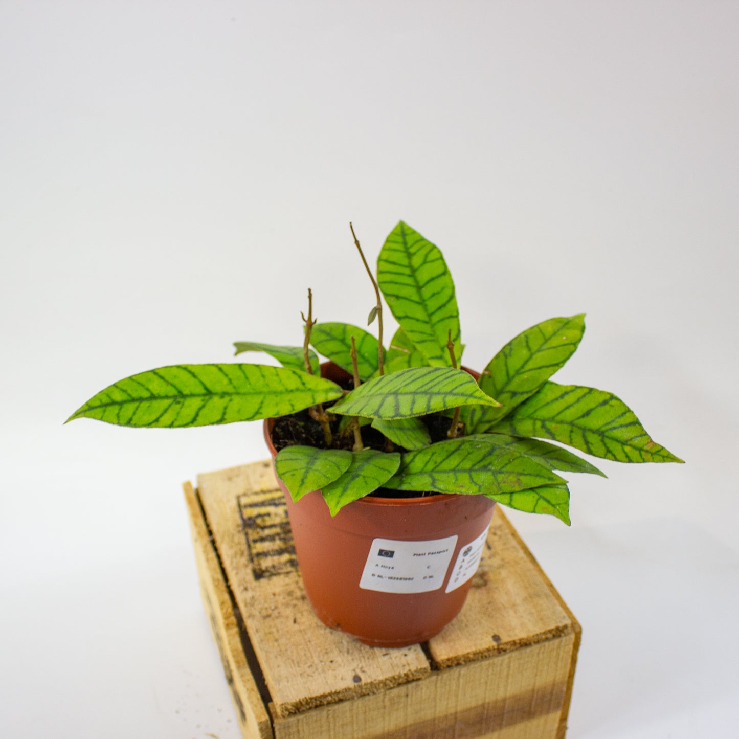 Hoya callistophylla  12cm H20cm