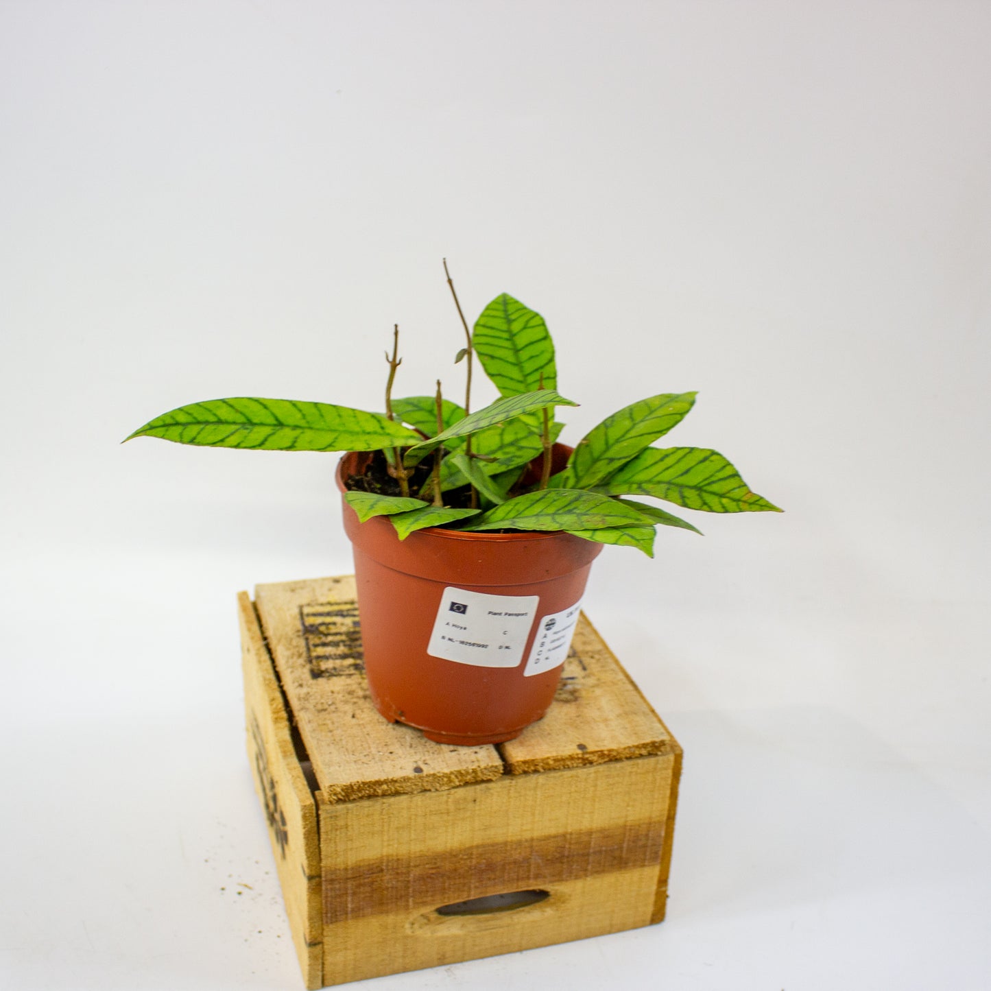 Hoya callistophylla  12cm H20cm