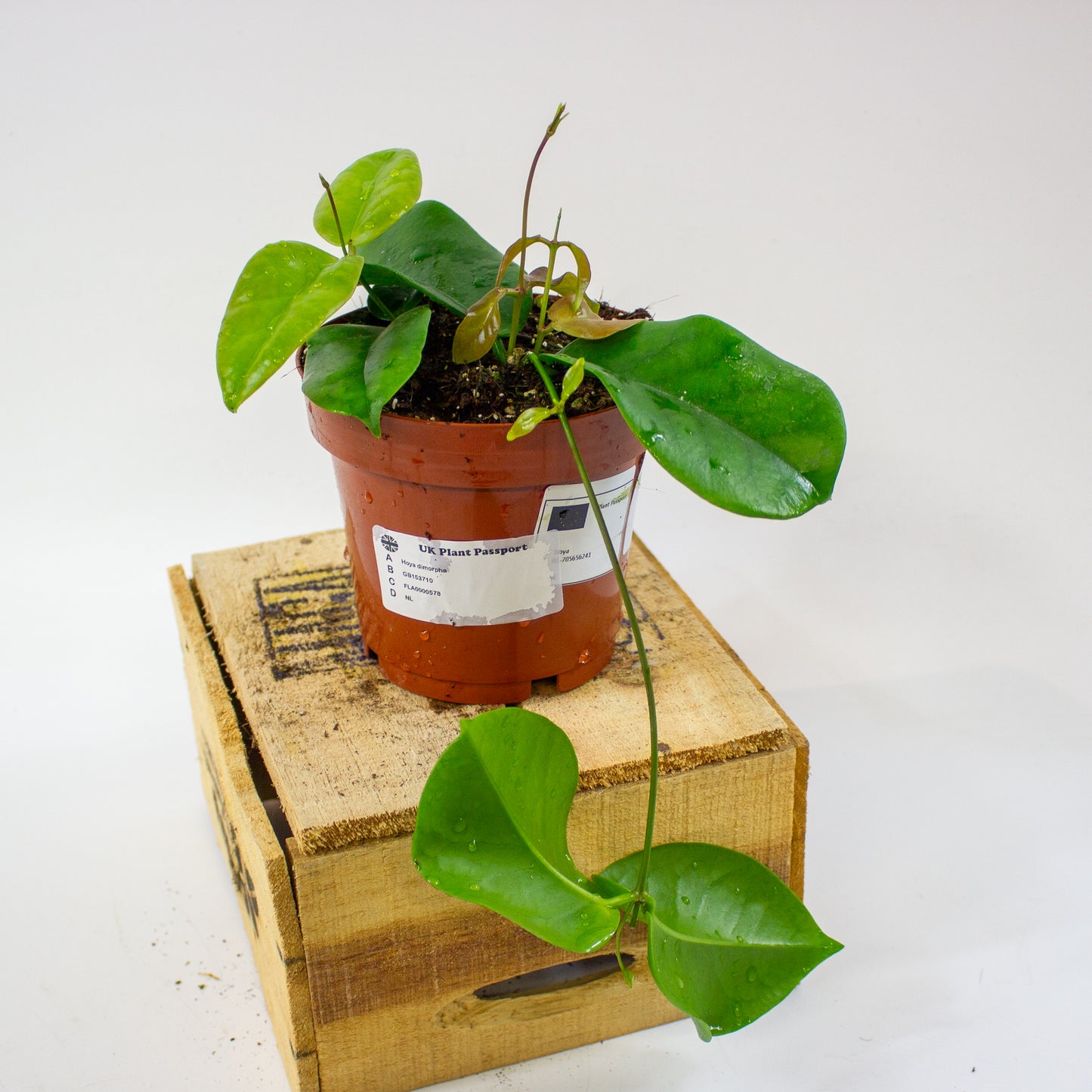 Hoya dimorpha  12cm H15cm