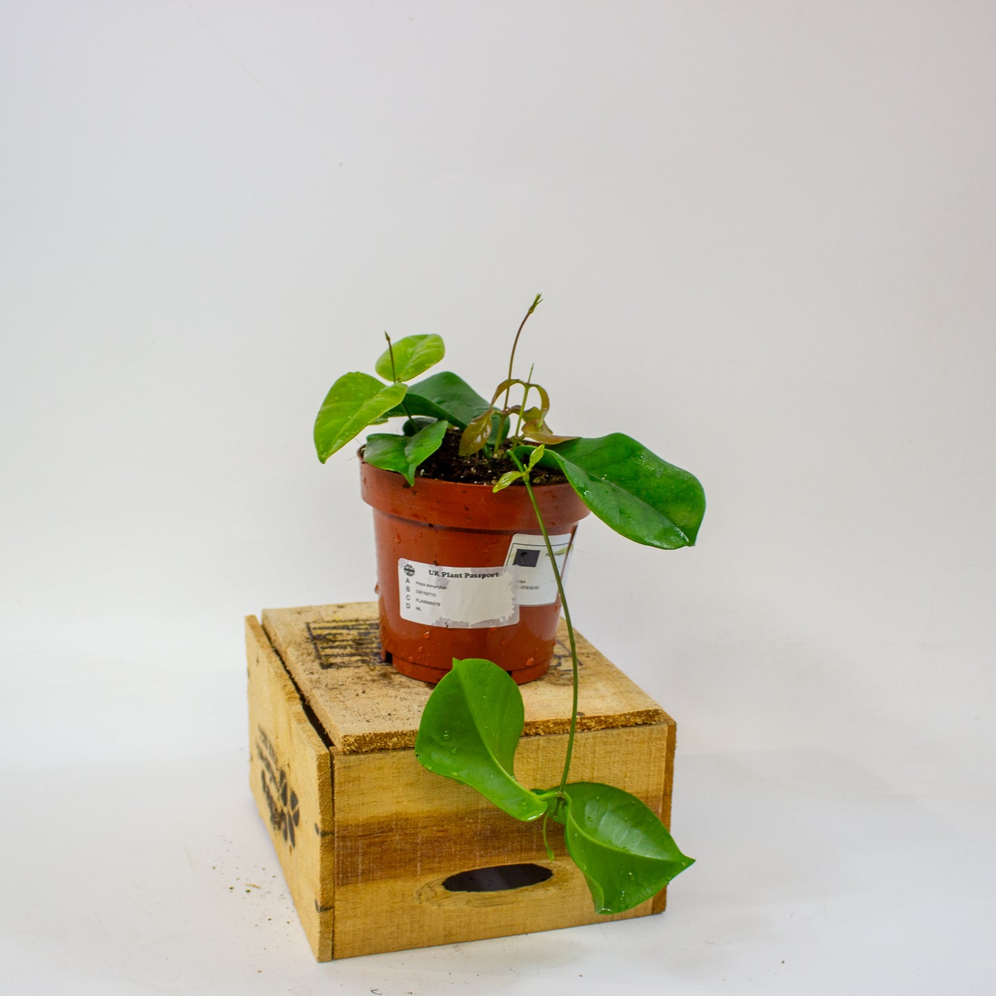 Hoya dimorpha  12cm H15cm