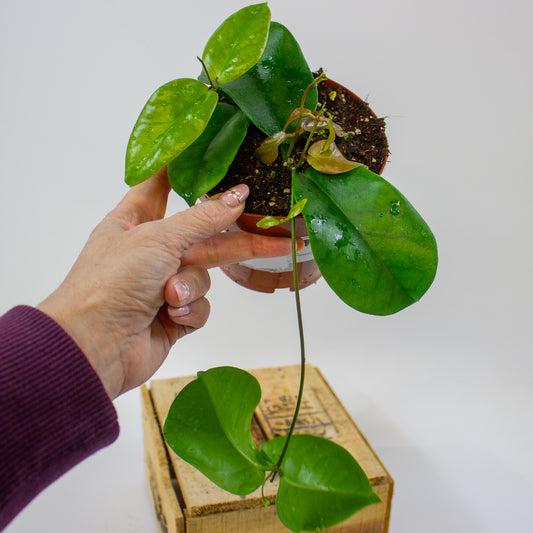 Hoya dimorpha  12cm H15cm