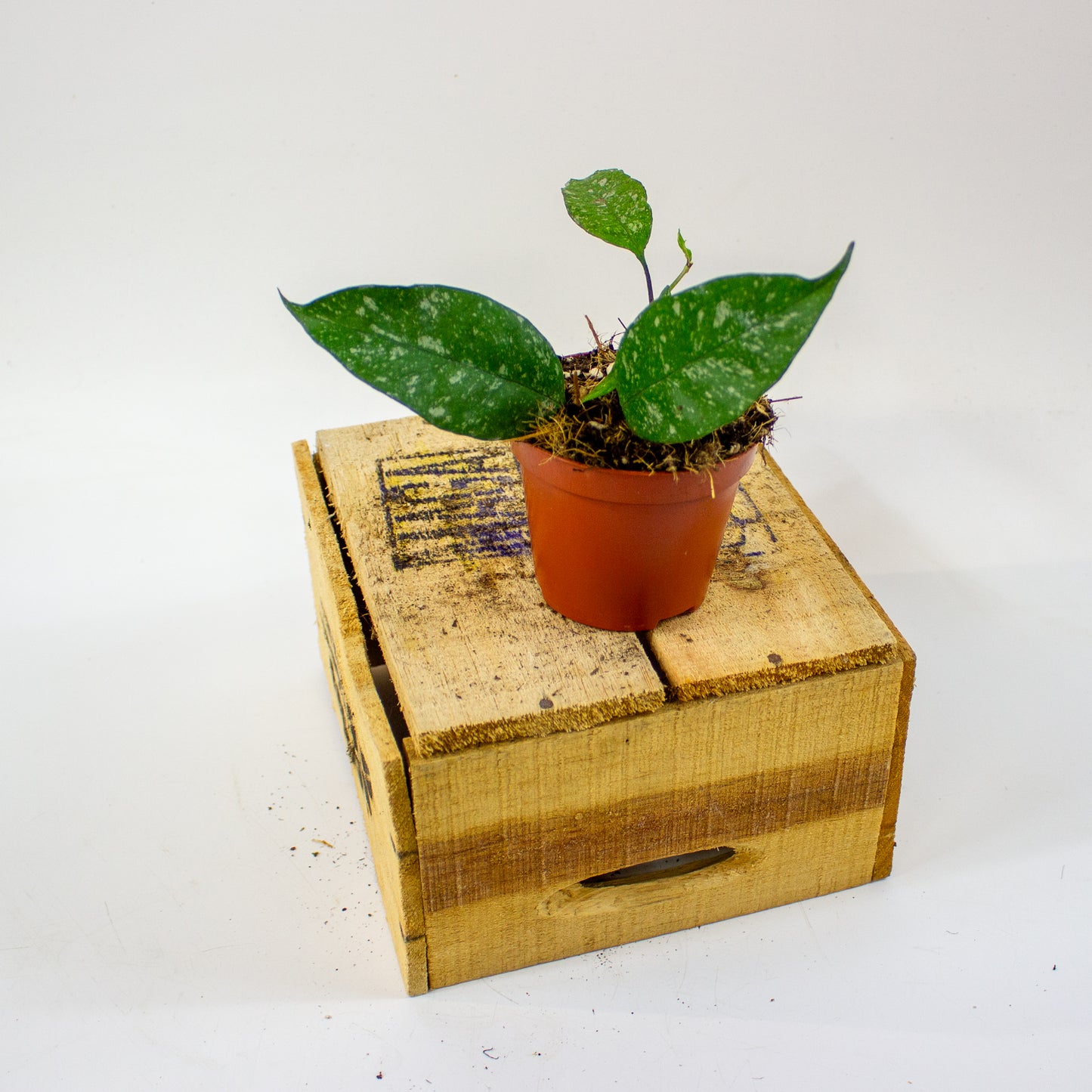 Hoya multiflora Silver Splash  8cm H12cm