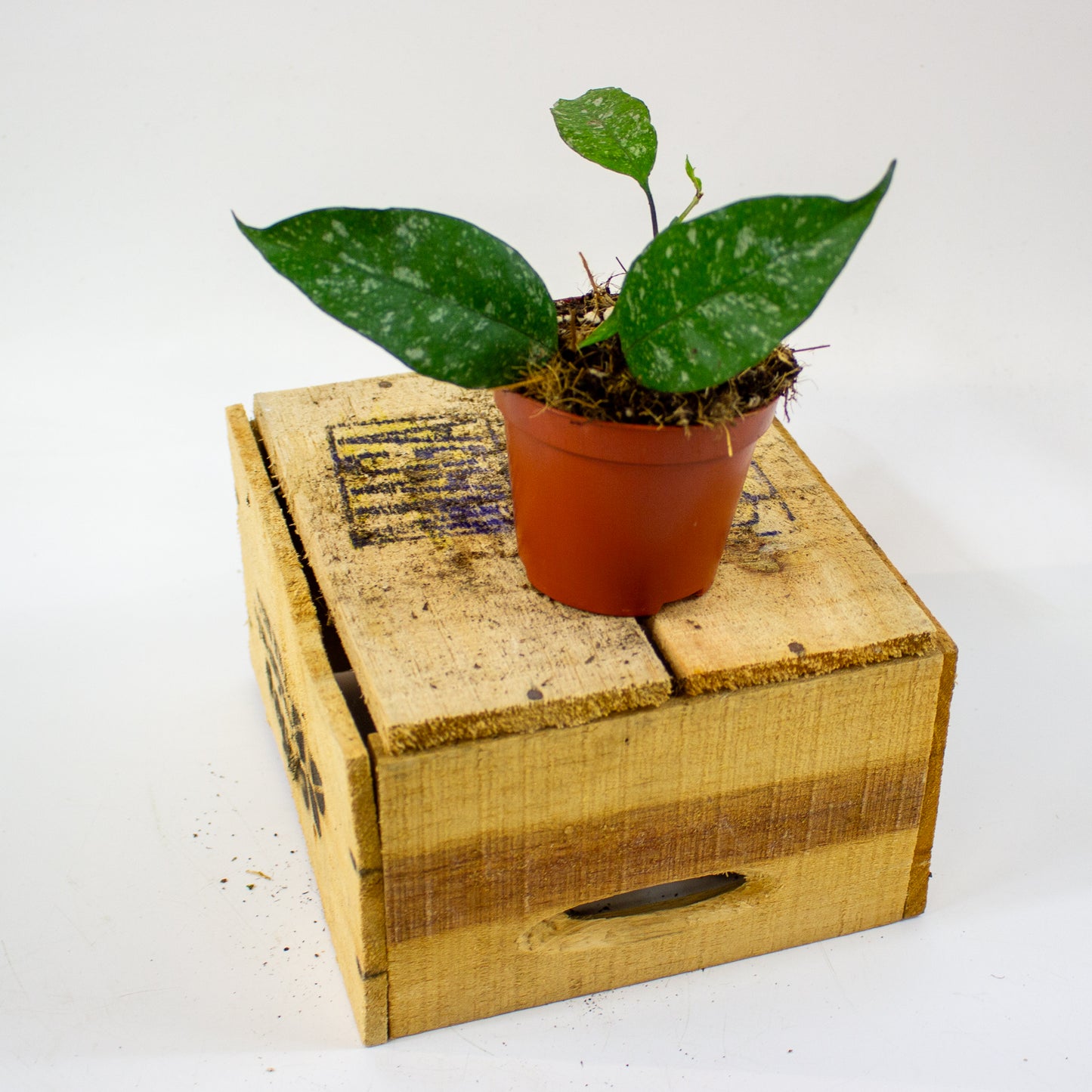 Hoya multiflora Silver Splash  8cm H12cm